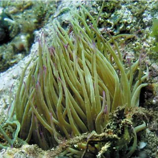 Specimen Of Anemonia Sulcata In The Special Area Of Conservation Calahonda Malaga Q320