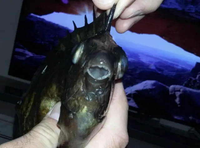 Pesce Lepre